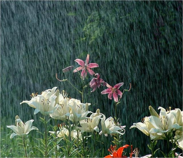 gIoomyweather's tweet photo. the beauty of rain https://t.co/XRQIHSzw6m