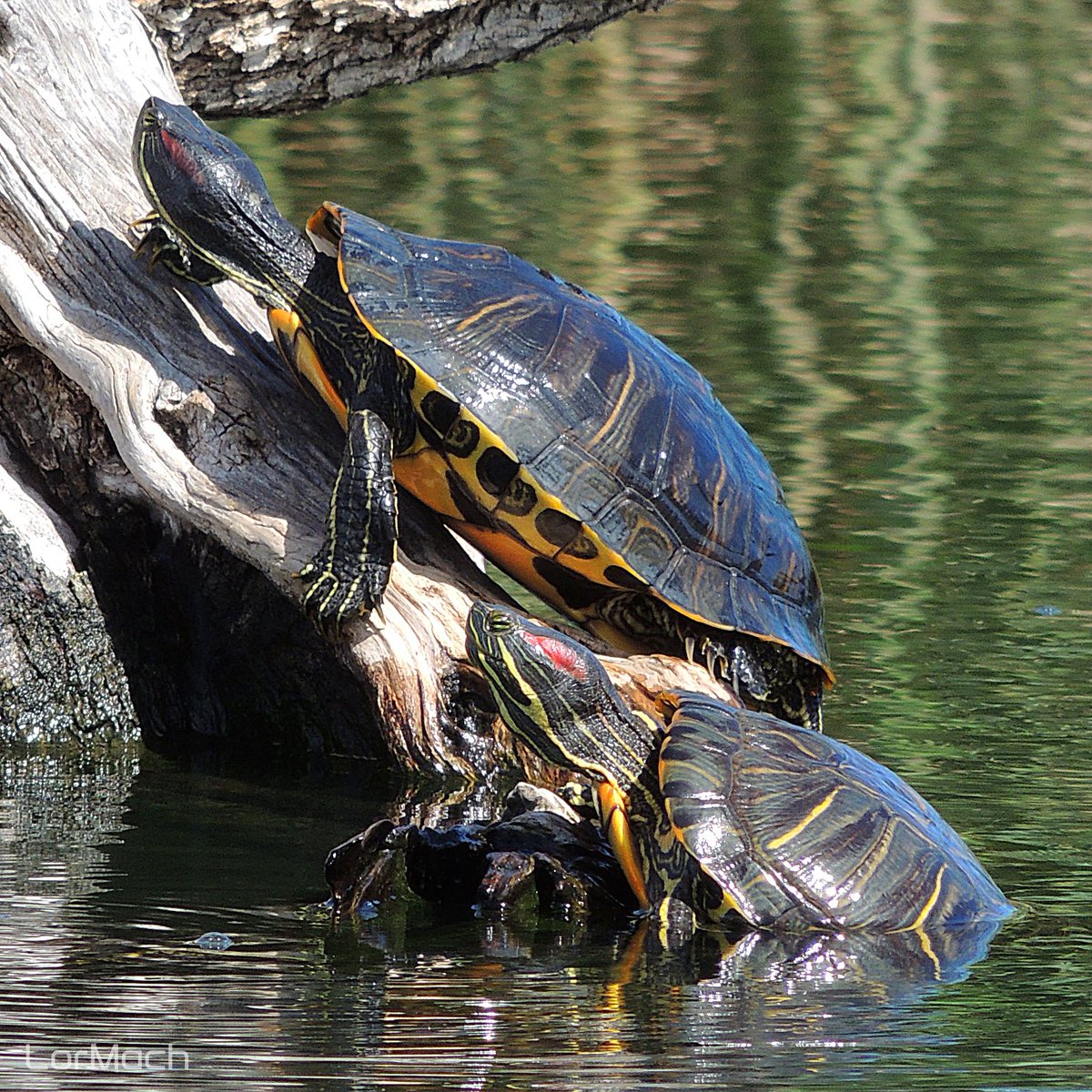 Galápagos de Florida en las charcas del Paraje Natural Municipal del Clot de Galvany
🌍 #Clotdegalvany #Alicante 
📷 #naturephotography #telephoto