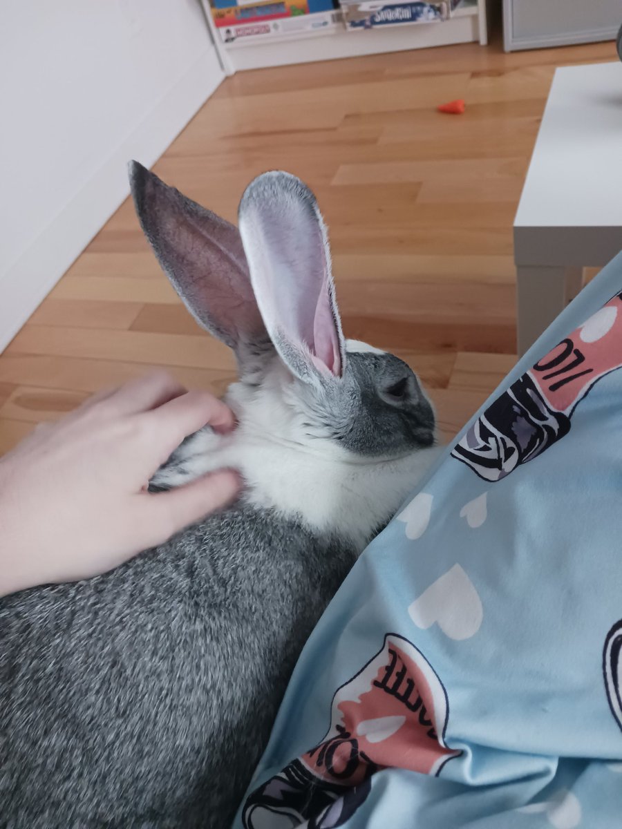 Goodmorning ma floofs!!! I hope everyfluff's doing GOOOOD and if not I will cuddle you >:0!!! 💙💙💙
Also, here's ma moms therapy bnnuy