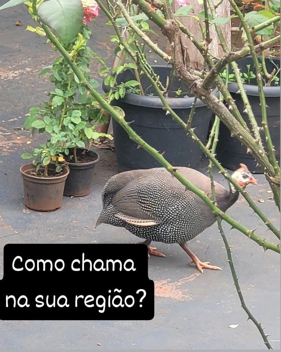 Fiscal do Fim dos Tempos tweet media