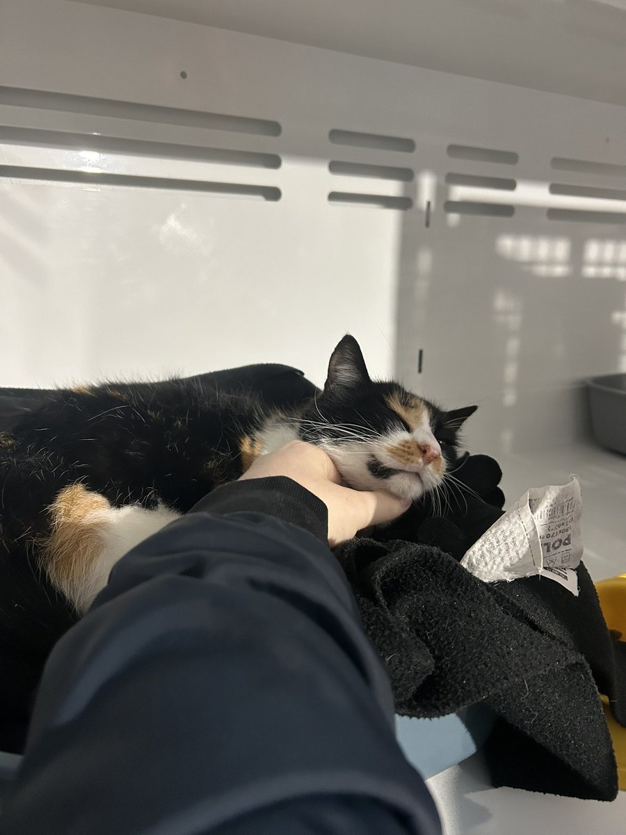 je viens d’accoucher d’une petite fille (avec mon copain on vient d’adopter cette petite princesse en spa)