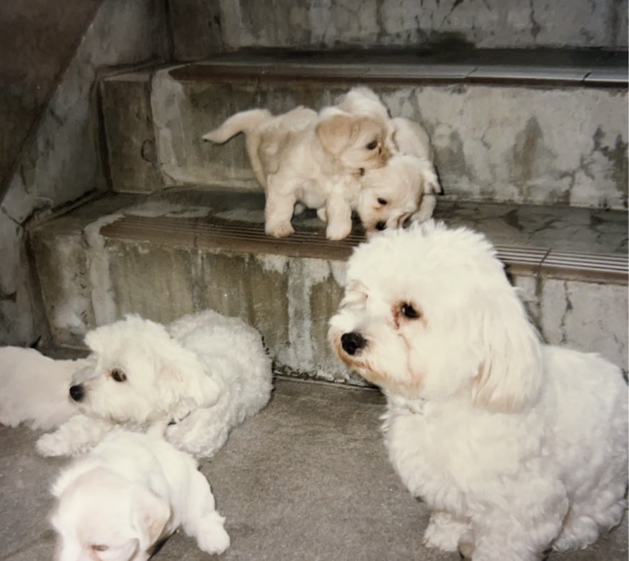 ドーン🐾 tweet media