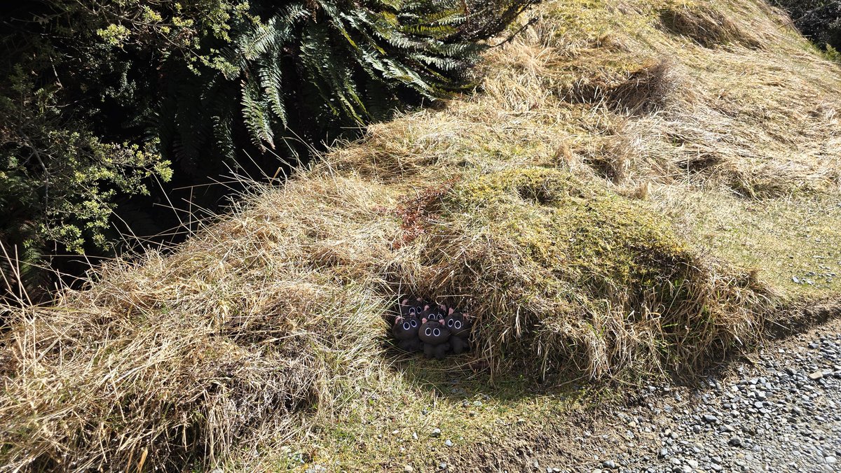 깜새 하민 🐈‍⬛🌱 tweet media