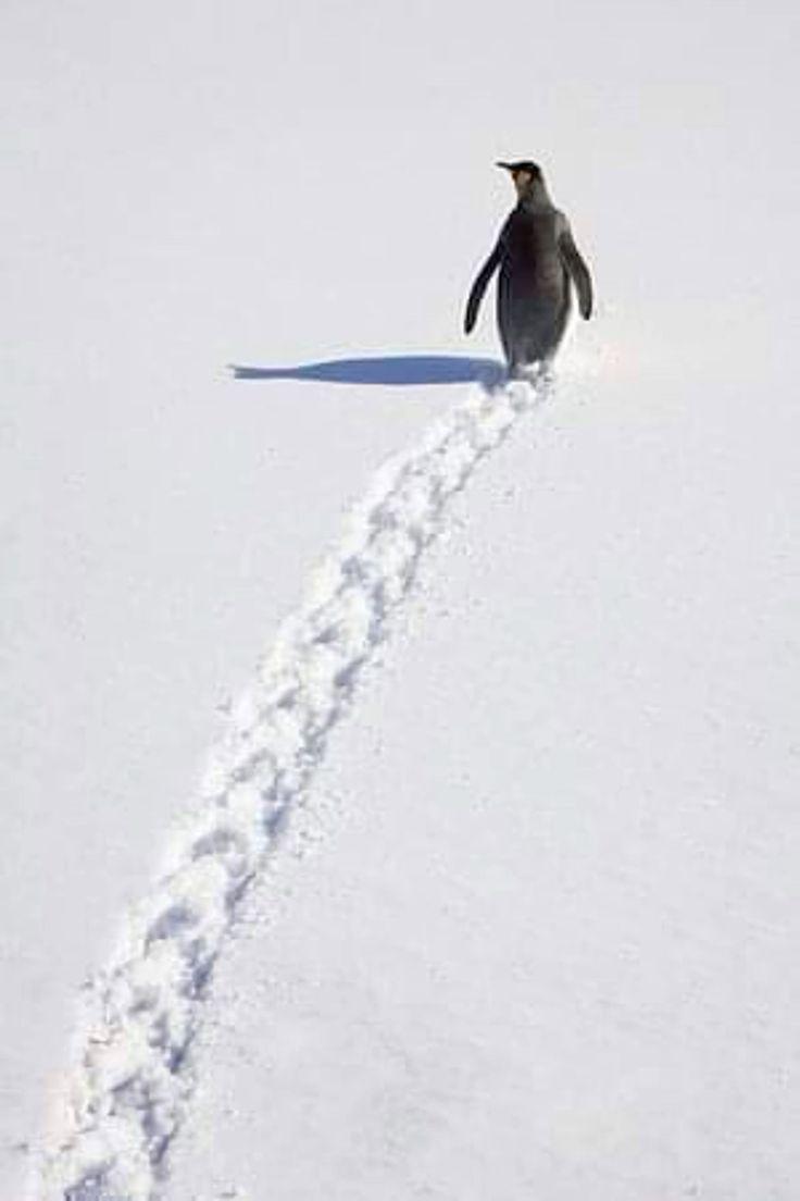 haniya_washi's tweet photo. In the vast Antarctic expanse of life, sometimes you just gotta be that nihilist penguin—waddling away from the colony toward your own existential horizon. Who's with me? #NihilistPenguin #EmbraceTheVoid #penguin https://t.co/HB1yxs1MOl