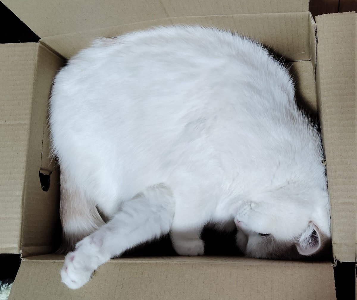 福ちゃん 中尾夫妻と鈴木福さん共演 「福ちゃんだねぇ」で話題！ 買取福ちゃんの