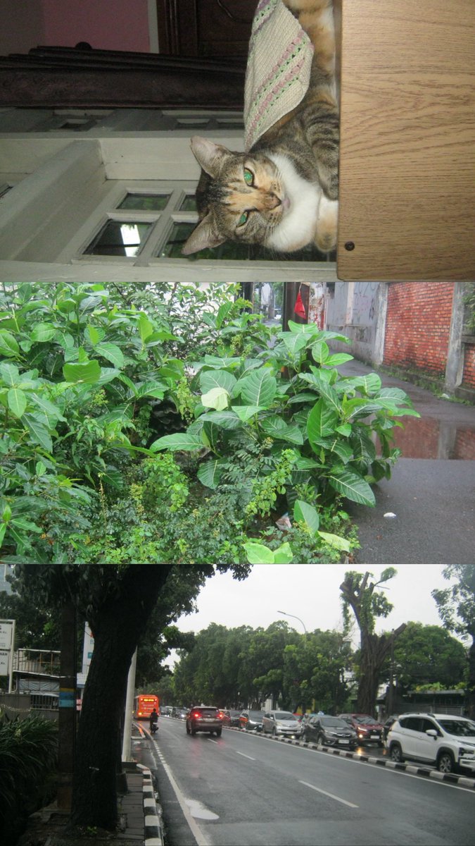 loveethecat tweet media