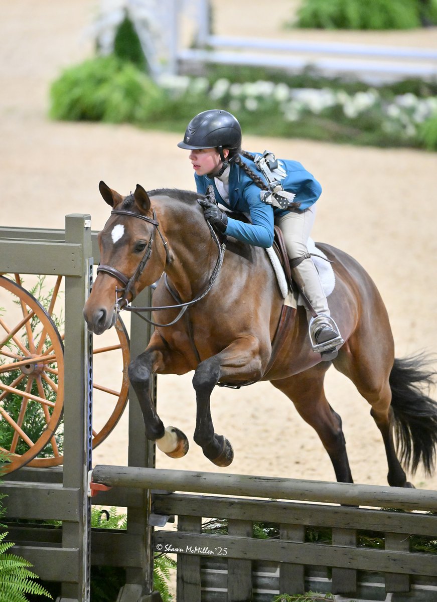 Adeline BHF - Children’s/Adult Hunter for Sale 15.1 1/4, 2015 Hanoverian Mare. USEF # 5380052 Great mover with beautiful expression, good jump, easy change. Kick ride with huge stride. Tons of miles with Adult Amateur and Junior rider at the 3ft.… dlvr.it/TQXdc4