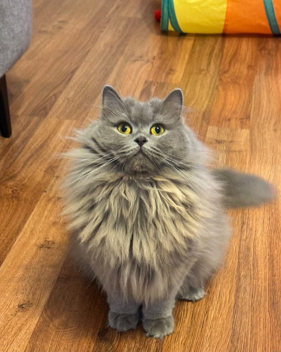 zhlnrl's tweet image. Bu kıza her baktığımda güzelliği ve hala bir yuvasının olmayışı beni çok şaşırtıyor 🥹 il dışından soranlar oluyor, il dışı sahiplendirme yapmayı düşünmüyorum çünkü çok ürkek bir kedi. Alışma sürecinde saklanıyor diye dünya kadar yolu git gel yapsın istemiyorum..