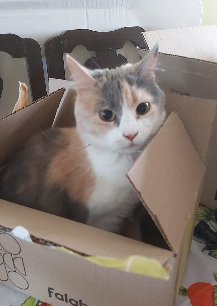 tendouslover's tweet photo. hola, sigo buscando a mis demás gatitos, mi casa fue una de las afectadas en penco, no había nadie en mi casa asi que no pude salvar a mis animalitos. POR FAVOR, si alguien ve a algunos hablarme aquí, al ig vlnlovesari o al número y +56944328833 #penco #incendio #Lirquen #Biobio https://t.co/0TfP5BwktD