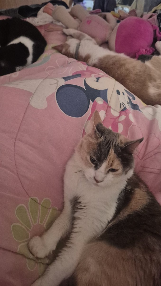 hola, sigo buscando a mis demás gatitos, mi casa fue una de las afectadas en penco, no había nadie en mi casa asi que no pude salvar a mis animalitos. POR FAVOR, si alguien ve a algunos hablarme aquí, al ig vlnlovesari o al número y +56944328833 #penco #incendio #Lirquen #Biobio