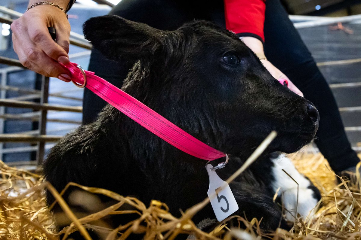 Cormac Tagging 🐄🐏 🏷 tweet media