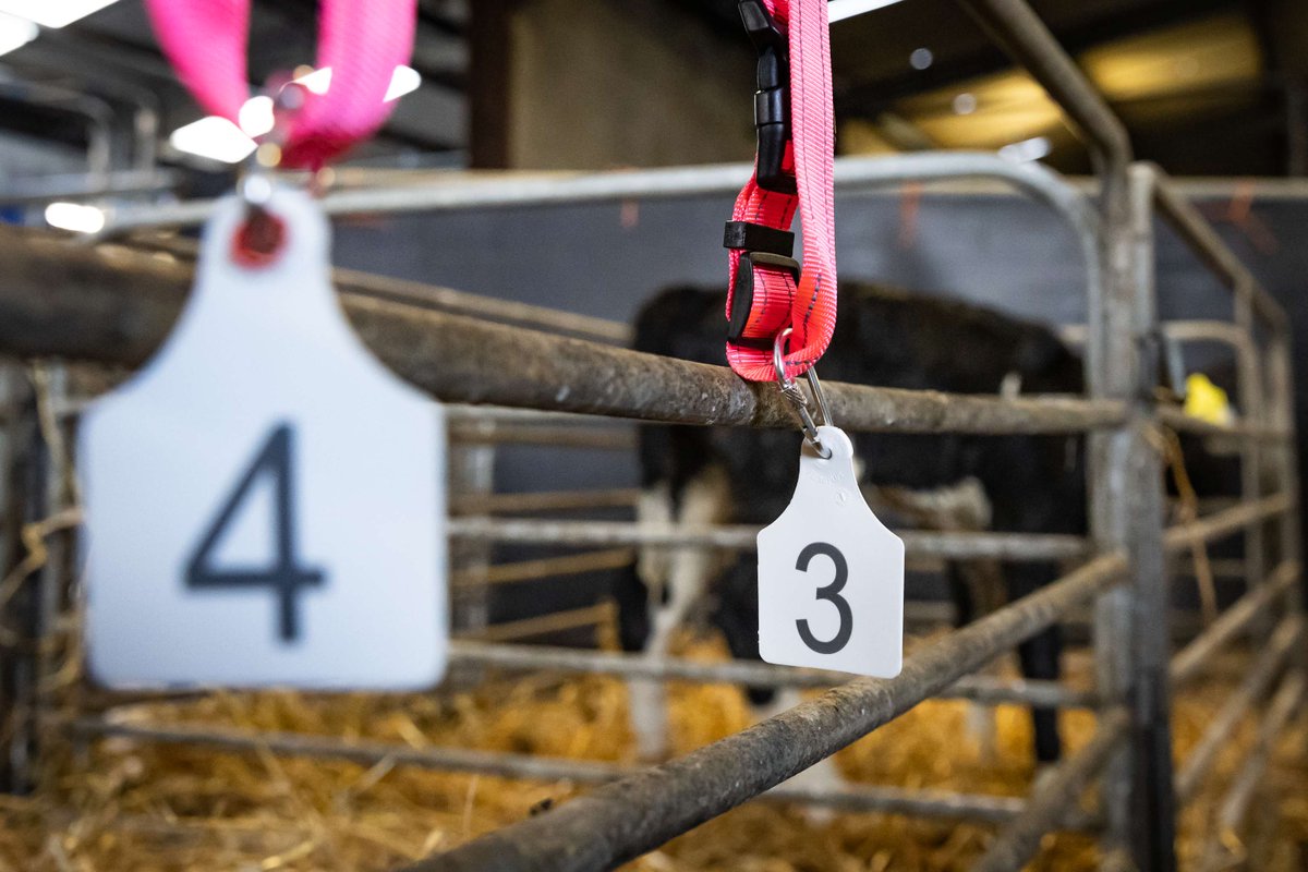 Cormac Tagging 🐄🐏 🏷 tweet media