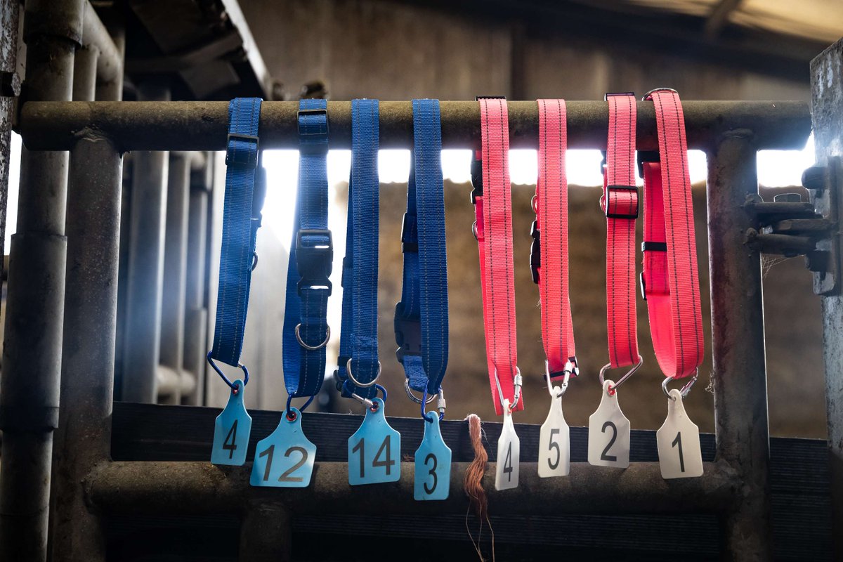 Cormac Tagging 🐄🐏 🏷 tweet media