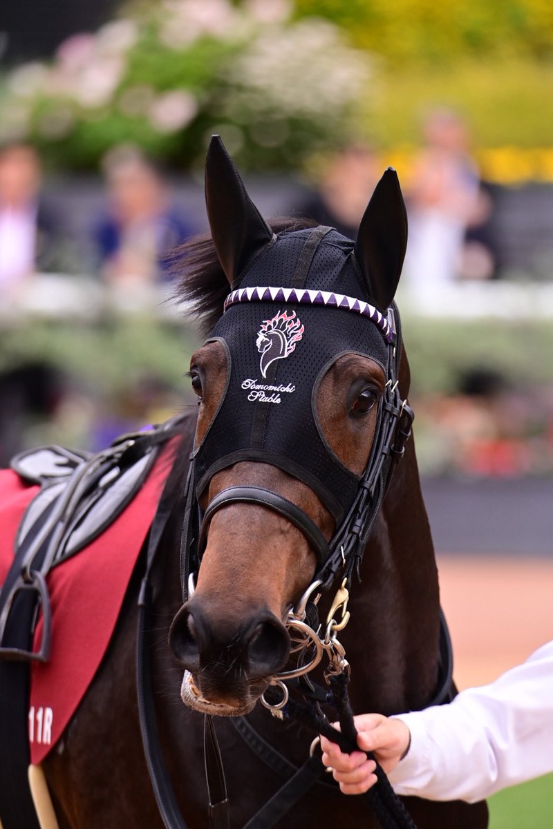 スペシャルウィーク血族馬