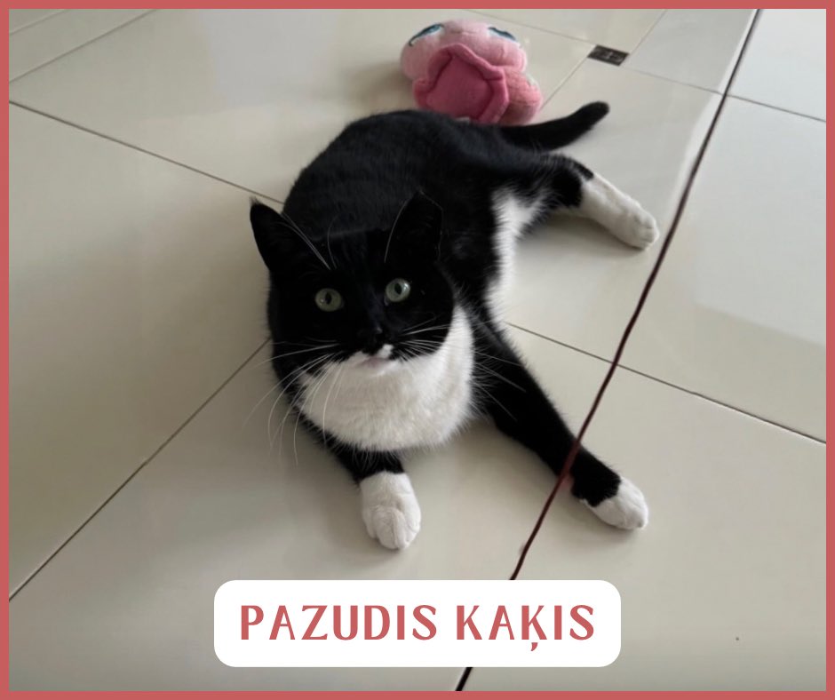 🆘 JŪRMALA / KAUGURI! Pazudis kaķis!

📍 Pēdējo reizi redzēts pie Slokas veterinārās ambulances.

Vārds: Sebastian. Pazīmes: Melns ar baltām ķepām, krūtiņu un ūsām. Zaļas acis.

Īpaša pazīme: Kreisā auss ir daļēji nogriezta.

Lūgums ziņot par jebkādu informāciju!

📞 Tālr.: