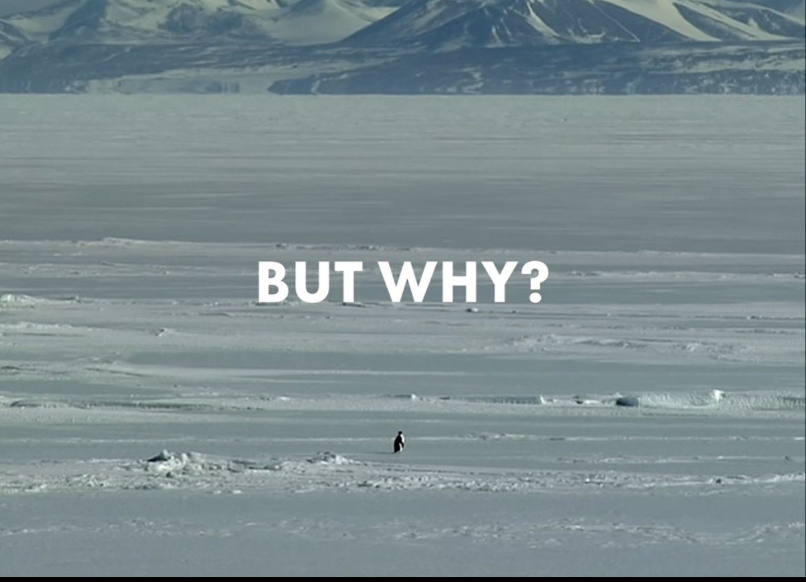 "¿Por qué no dormiste anoche?"
Por ver cada edit del pingúino y pensar sobre el
