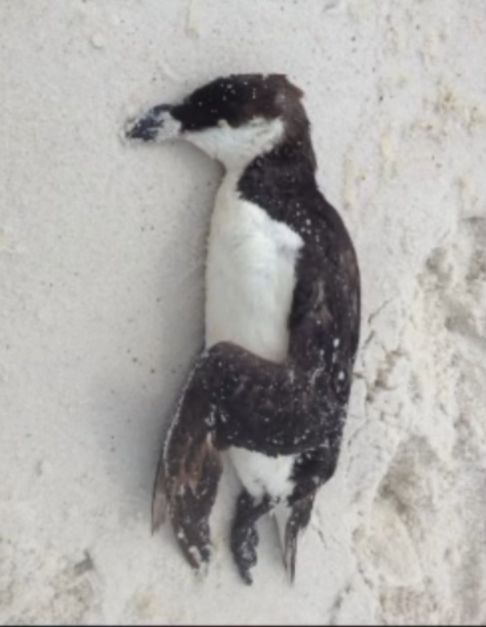 den0thic's tweet image. ''In this scene, Herzog is bored to tears talking to a penguin expert so he asks the seemingly flippant question, "Can a #penguin go insane?" Yet the very next scene we see just that — out of a swarm of penguins heading to the mating grounds a lone dissenter makes make a sharp