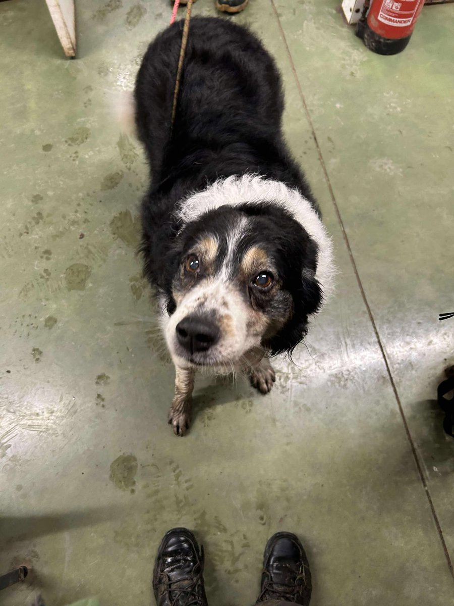 rescuedoggypaws's tweet image. Jazz is a 13 year old ex working collie whose owner unfortunately passed away He can live with another dog but his age would have to be taken into consideration. He'd prefer a quieter environment. Small medium garden required 
Location #Worcestershire 
amiciidogrescue.org.uk/adopt-a-dog