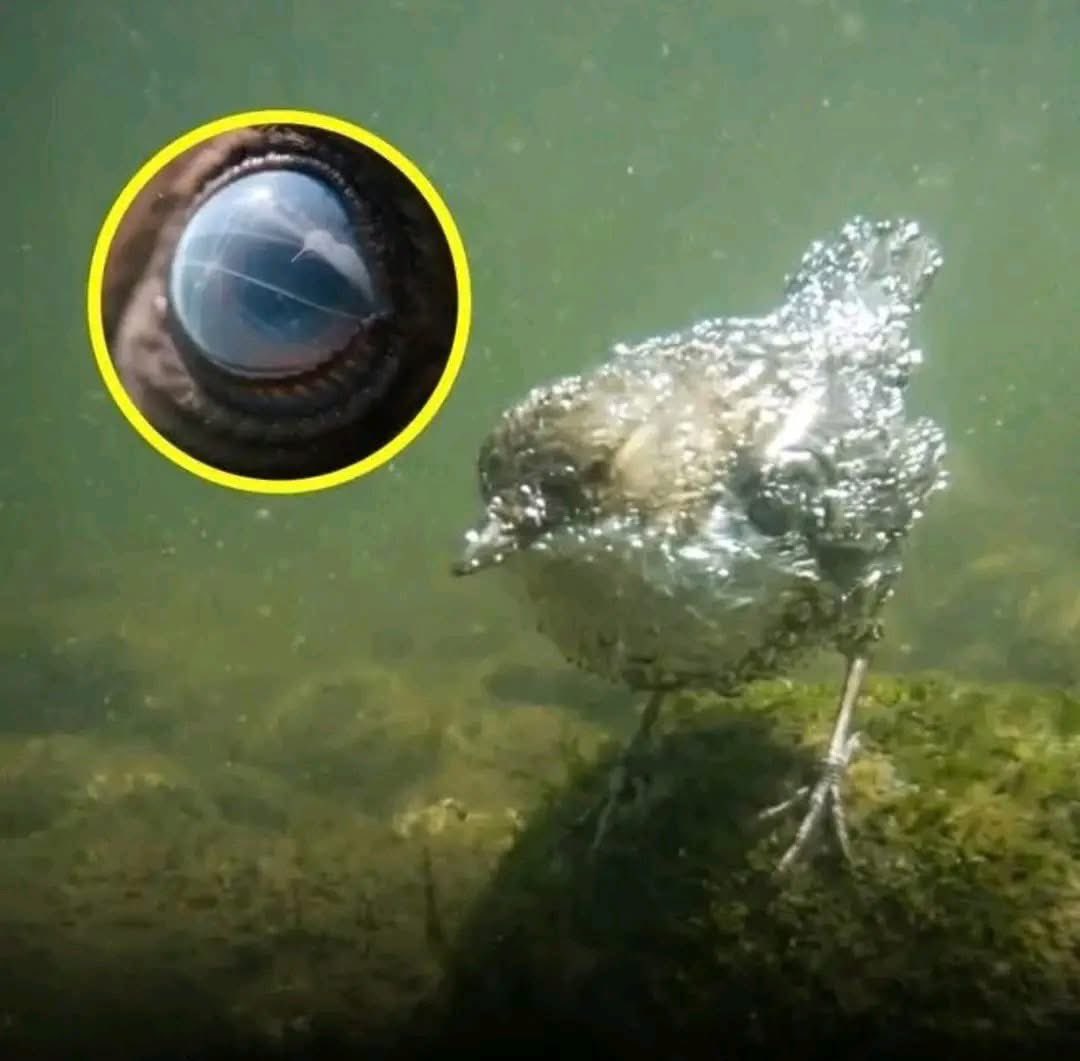 ربنا ما خلقت هذا باطلًا سبحانك
صورة حقيقية للغطّاس أبيض الحنجرة: الطائر الذي يتقن الصيد في أعماق الأنهار

يُعدّ الغطّاس أبيض الحنجرة من الطيور القليلة القادرة على الصيد تحت الماء في الأنهار الباردة وسريعة الجريان؛ فهو لا يكتفي بالسباحة، بل يستطيع الغوص والمشي على قاع النهر