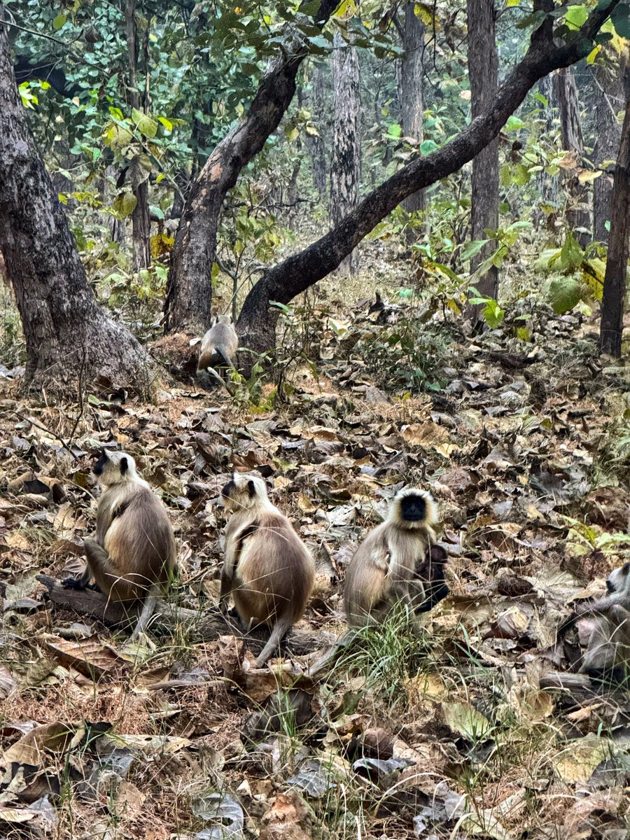 prra2510's tweet photo. Monkeying around @ Panna https://t.co/6fdavyN949