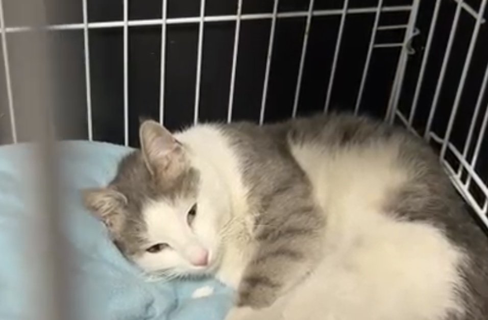 NO ONE HELPING ROSEY
Only a small handful have stepped forward to help Rosey.1
CWNH operates souly on donations. i would never be abel to do this alone. CWNH followers and kitty fans are the backbone of us
Rosey needa help to save her
 She is very sick, only about 10 months old