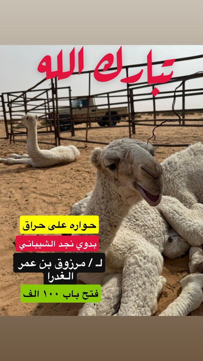 تحبون الحصري والزين 🫶 ..