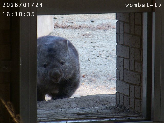 ここ坂なのよね〜。 #ウォンバット #五月山動物園