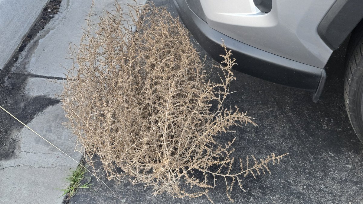 You know you work in a desert area when you find that your car has been attacked by a tumbleweed when you leave for the day. 
I have seen a larger one making is way down the highway in the morning... can they do real damage at larger sizes?