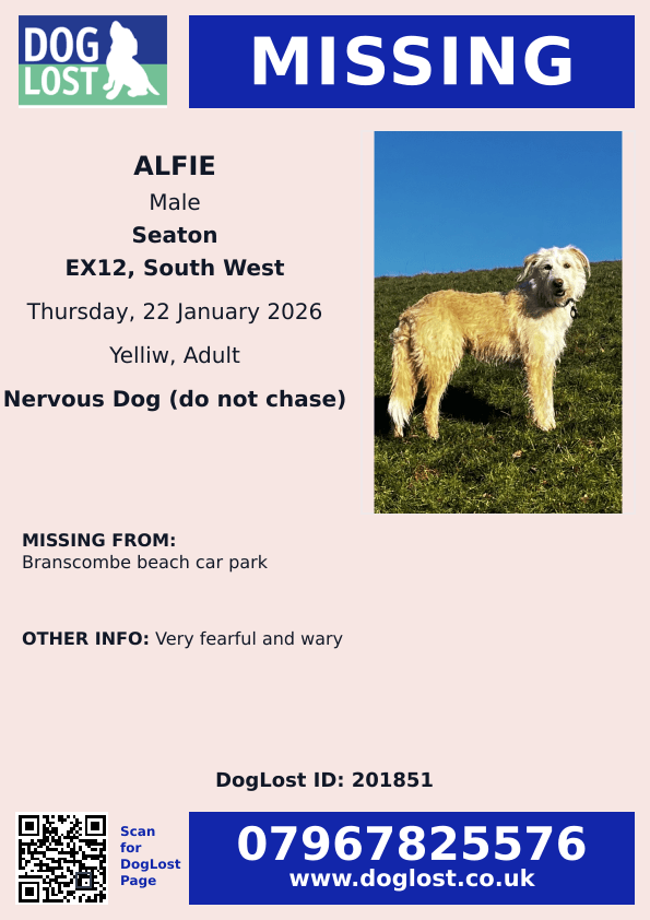 millypod1's tweet image. 🆘22 Jan 2025 #Lost Alfie #ScanMe
Cross Breed Male. Very fearful and wary
Branscombe Beach Car Park #Seaton #Devon #EX12
doglost.co.uk/dog/201851