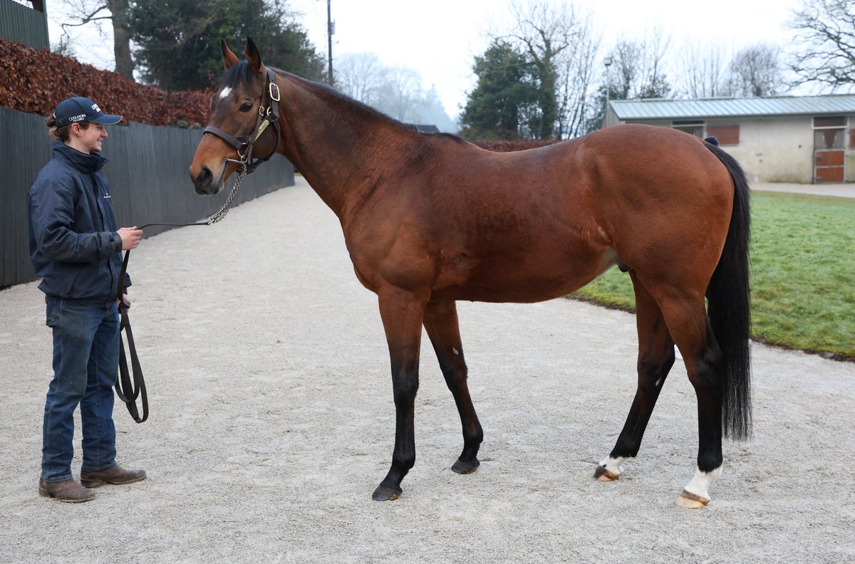 Luxembourg (Camelot x Attire)
#IrishStallionTrail