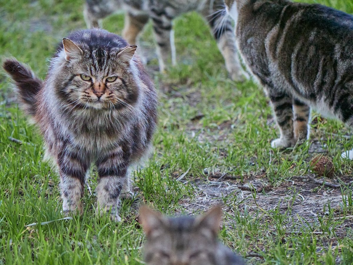 Pagani's tweet photo. Maine Coon-like tabby cat is keeping an eye on me as his friends get into the photo. For #Caturday https://t.co/Zg1bCcbpvF