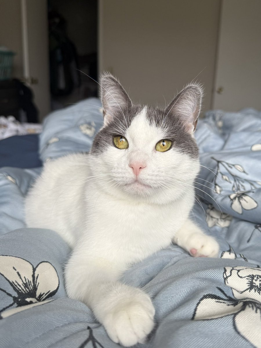 Friends of Bear Cat Rescue tweet media