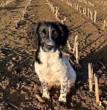millypod1's tweet photo. INKY HOME SAFE. THANKS FOR RT's ๐๐๐พ
๐22 JAN 2026 #Lost Inky #ScanMe
YOUNG English Springer Spaniel Female #PUPPY #BickertonHill #Malpas #SY14
Cheshire West and Chester #Cheshire
what 3 words: supplier.theory.coverage https://t.co/qiL7spbIHo https://t.co/egLOHpzlyh