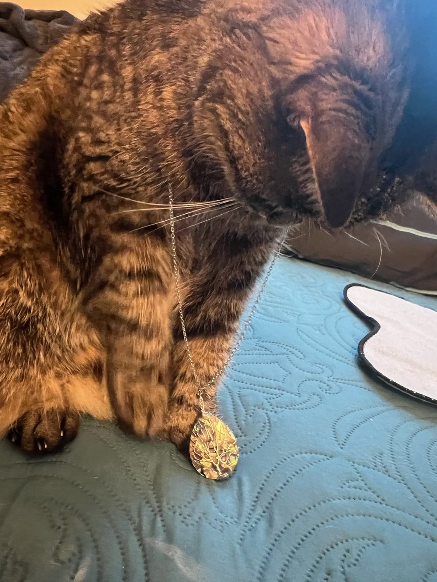 SalemSea97's tweet image. Happy Caturday! #tinycat