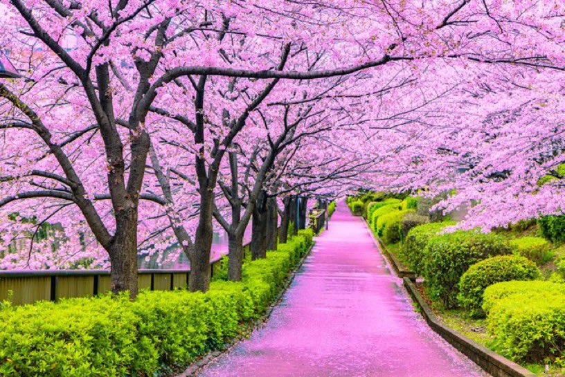 IanJaeger29's tweet image. BREAKING: Conservative Prime Minister of Japan Sanae Takaichi is gifting 250 cherry blossom trees to the United States to celebrate America's 250th birthday.