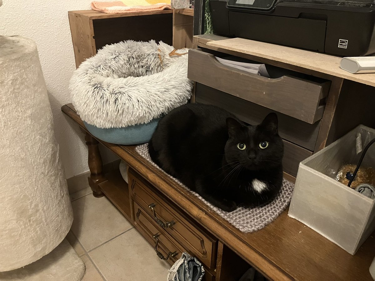 Lexis 🐈 🚺 et Sauronne 🐈‍⬛ 🚺 tweet media