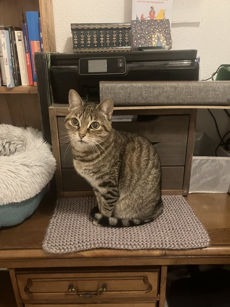 Lexis 🐈 🚺 et Sauronne 🐈‍⬛ 🚺 tweet media