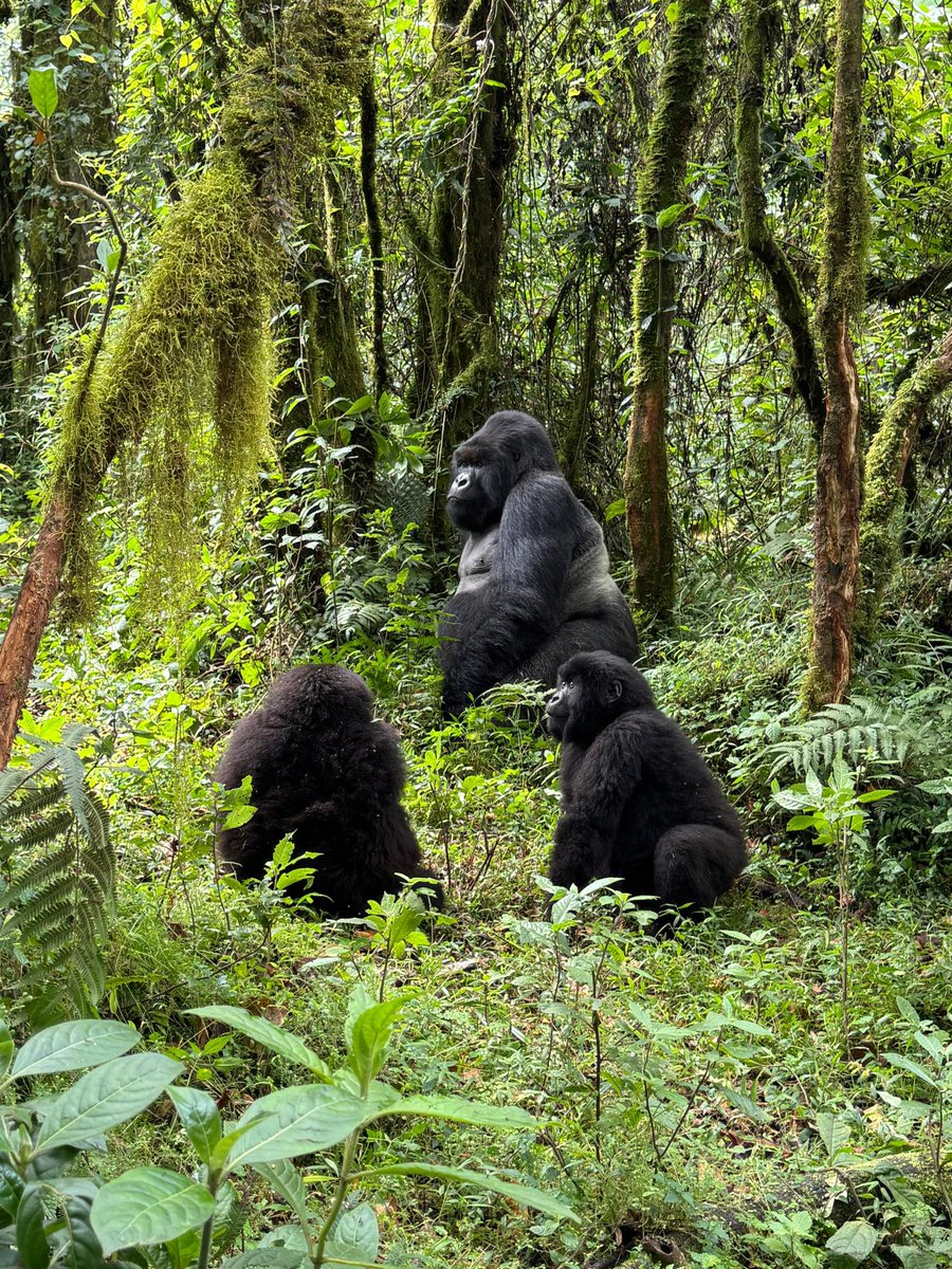 GorillaExplorer's tweet photo. What’s the ultimate East African Safari? Gorilla Trekking in Rwanda beats them all @visitrwanda_now #gorillaexplorers #travel #LuxuryTravel #wanderlust https://t.co/aYIXAscqU1