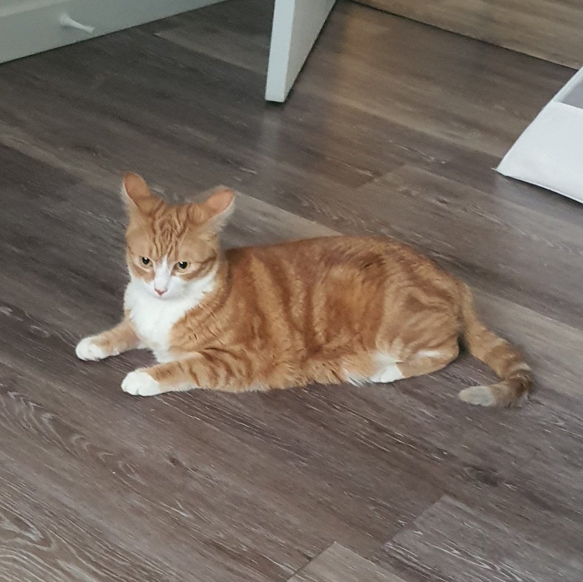 이게토끼야고양이야?????