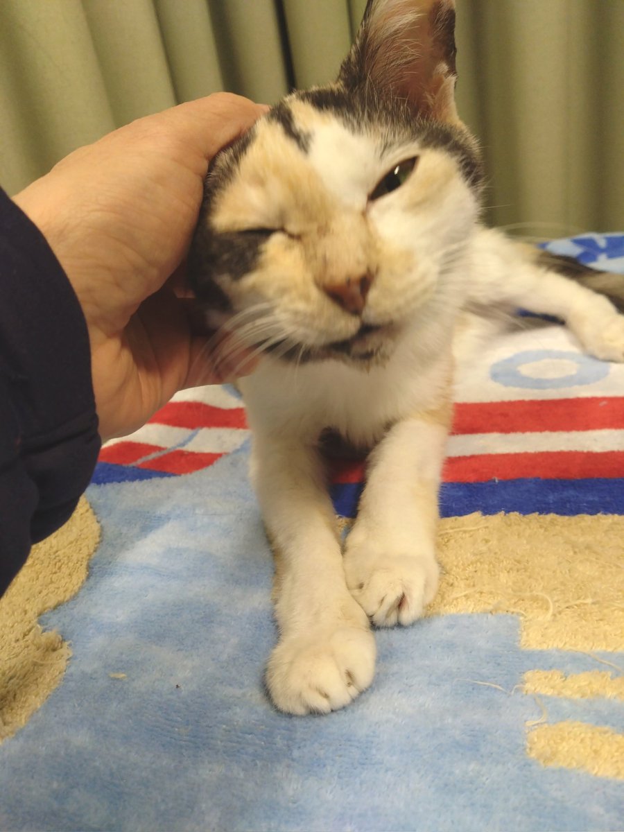 ミケちゃん (@ojm52811) / Posts / X