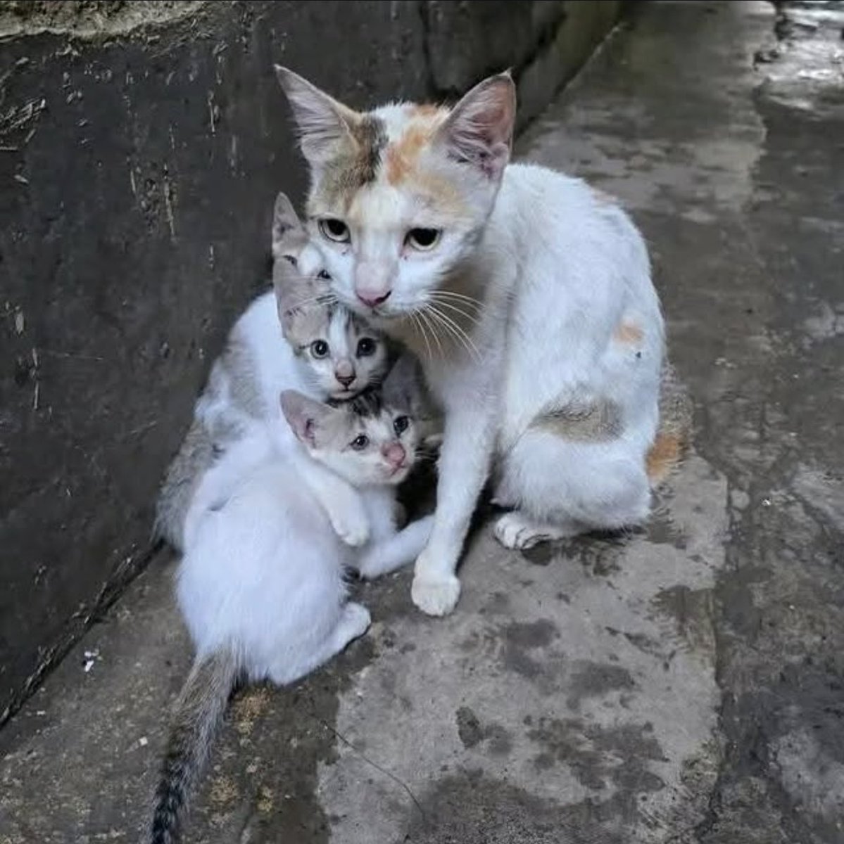 Normalize adopting stray cats 🥺