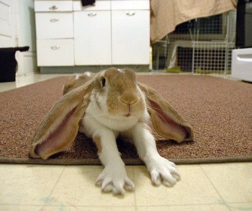 Bunnies's tweet image. 