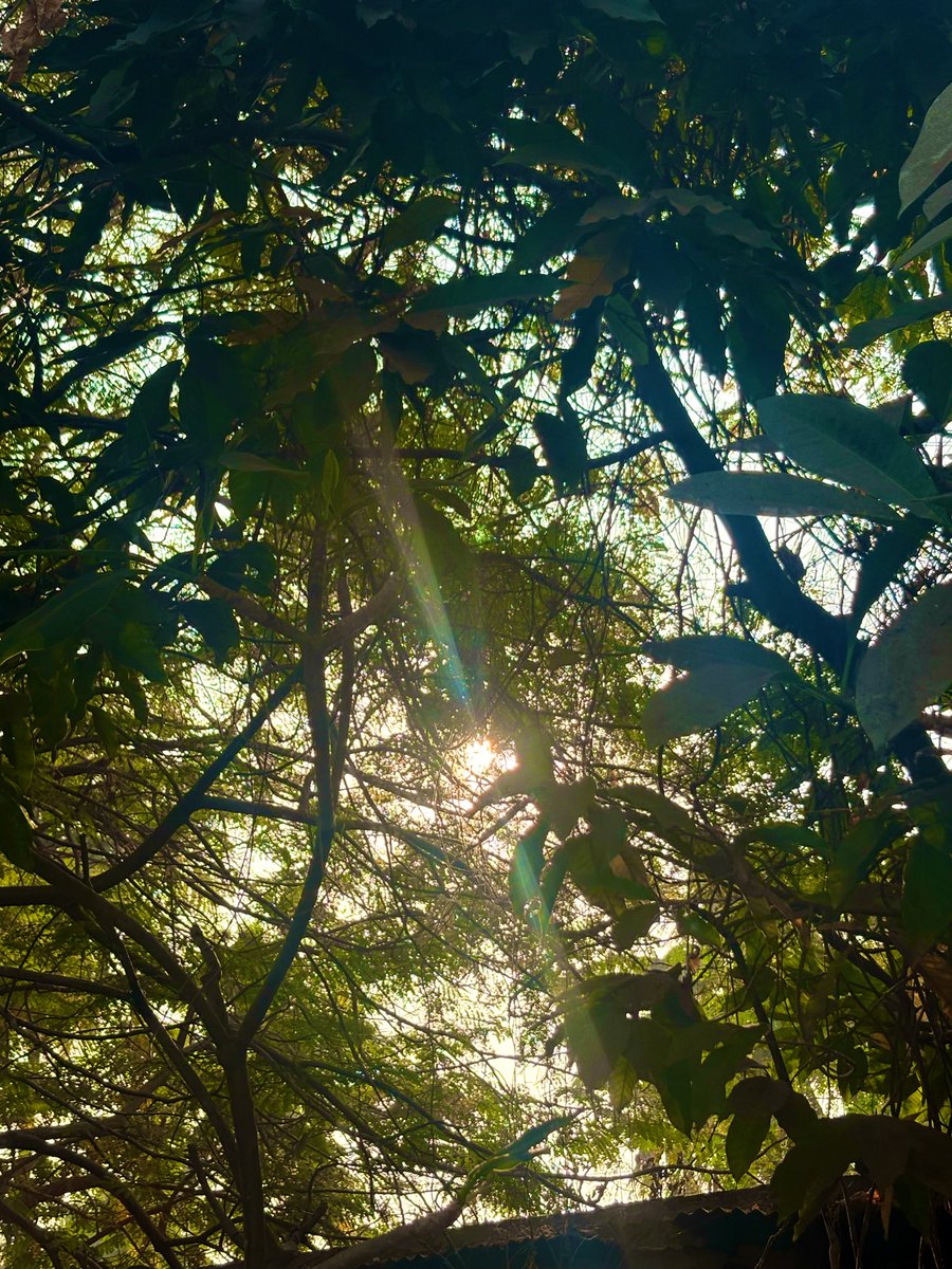 🌳☀️🌸 #lifetwt #archivetwt