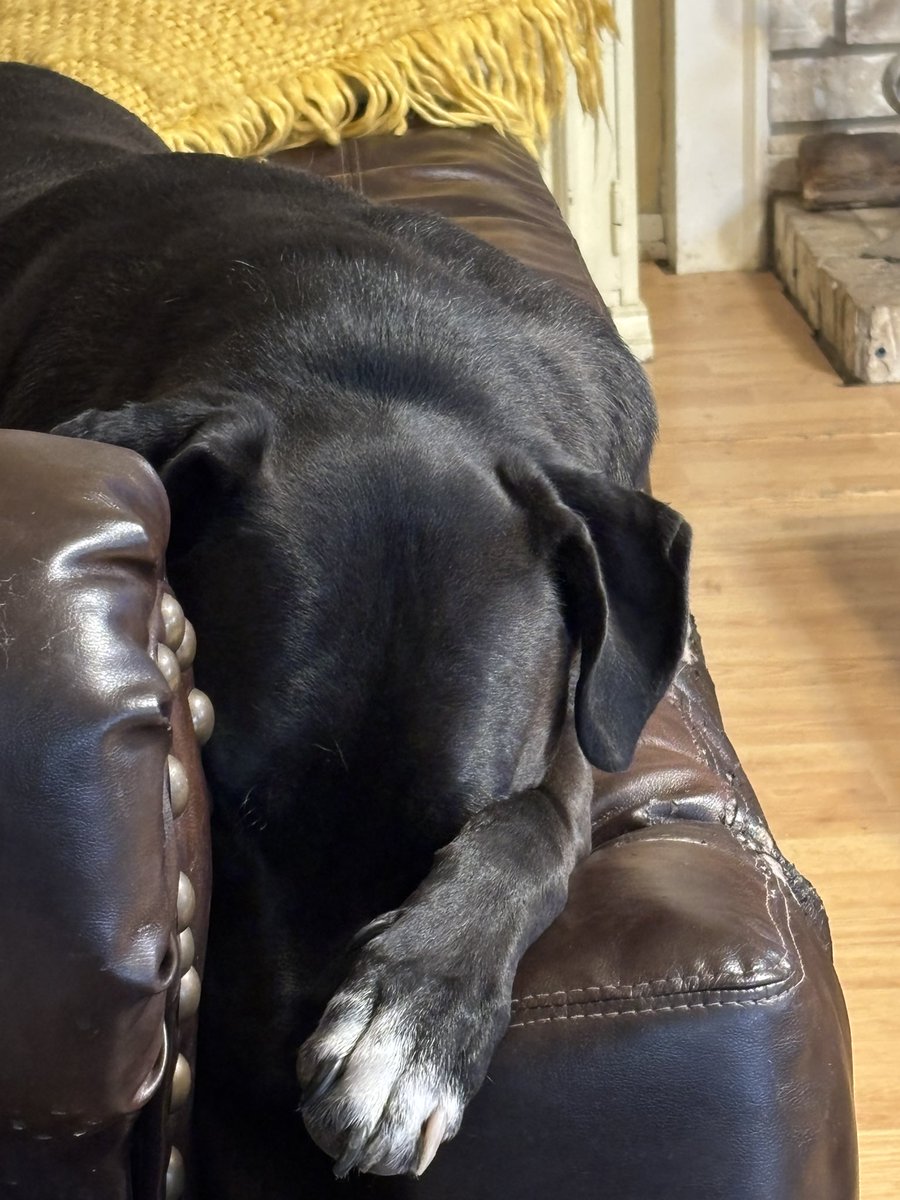 MitchIsFair's tweet photo. “Grandpa, can we please watch something other than investment videos on the YouTubes today??? Good grief! Enough already. Let’s go back to log cabin building videos… or cigar box guitar making videos. This stuff is boring!”
#doglife #puppydog #winterstorm #stuckinside https://t.co/sEnsqMVlof
