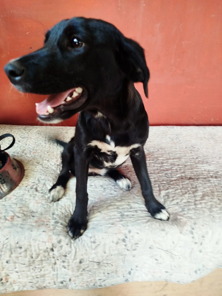 mariadanielayf's tweet image. Mi negrita sigue en adopción
Se llama Afrodita, 6 meses, esterilizada.pesa 10 kg, será mediana. No la discriminemos por favor, necesita un hogar.wsp +56981560185,stgo #AdoptaNoCompres