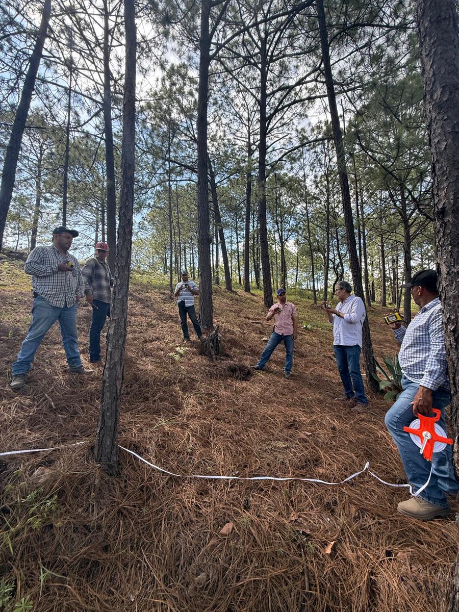 JoseOsio1168463's tweet photo. Investors want transparent, low‑risk carbon credits and Dimitra’s work in Nayarit, Mexico delivers. Digital monitoring, blockchain traceability, and community governance make every credit verifiable and built for long‑term value. #DMTR #DMTRTeam #dimitratech  #CryptoForGood https://t.co/PHO4ZkbQX9