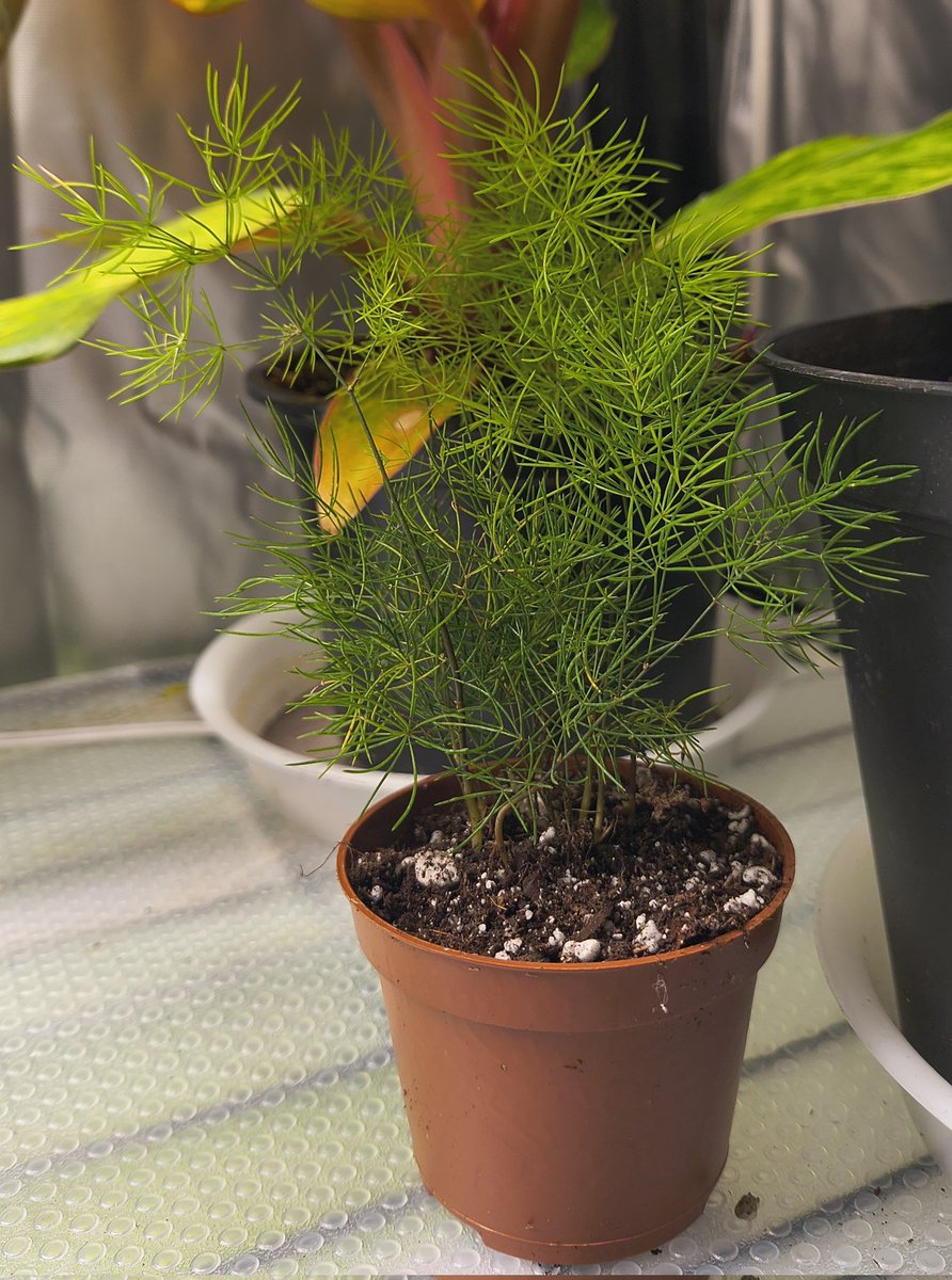 bought this beautiful begonia and asparagus fern. little babies