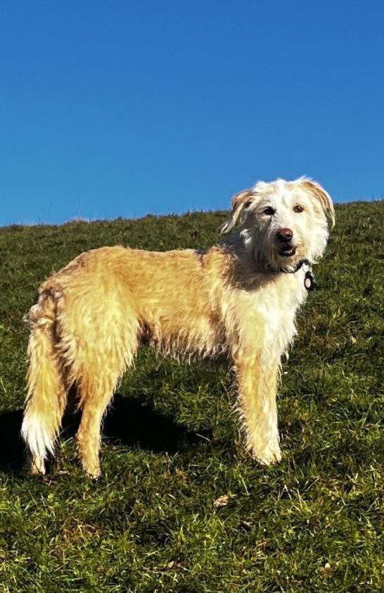 millypod1's tweet image. 🆘22 Jan 2025 #Lost Alfie #ScanMe
Cross Breed Male. Very fearful and wary
Branscombe Beach Car Park #Seaton #Devon #EX12
doglost.co.uk/dog/201851