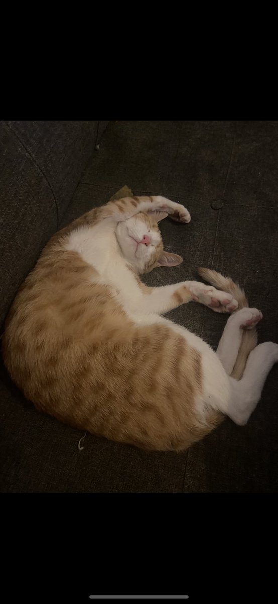 alban🇹🇷🇦🇱 | Alis is the best🇦🇱🇺🇦 tweet media