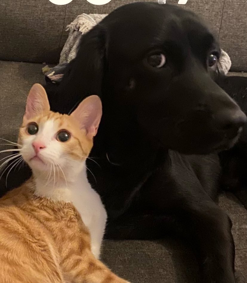 alban🇹🇷🇦🇱 | Alis is the best🇦🇱🇺🇦 tweet media